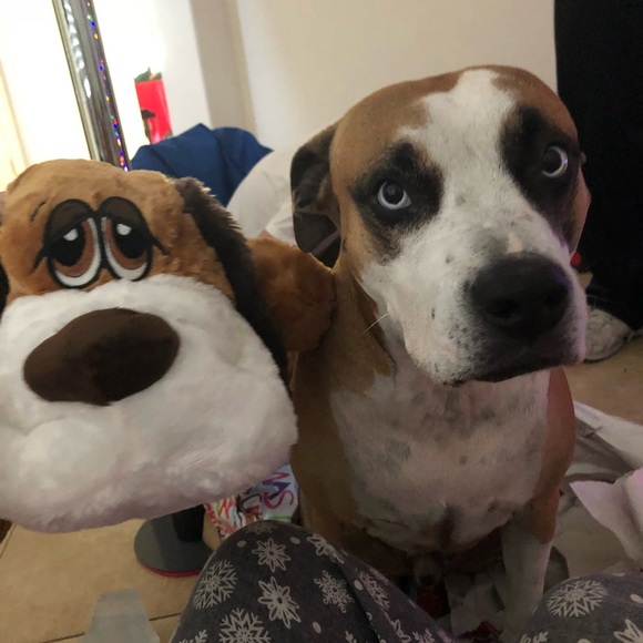 Meet your Posher, Amber - Picture 3 of 7